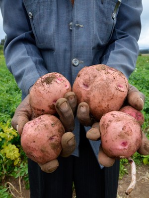 hands present vegetable - Measuring Progress