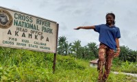 Nigeria’s primates are dying out. Here’s how to save them