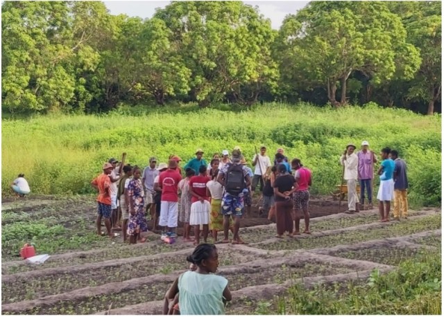 madagascar agroforestry