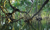 To conserve or to plant? A deep dive into mangrove management