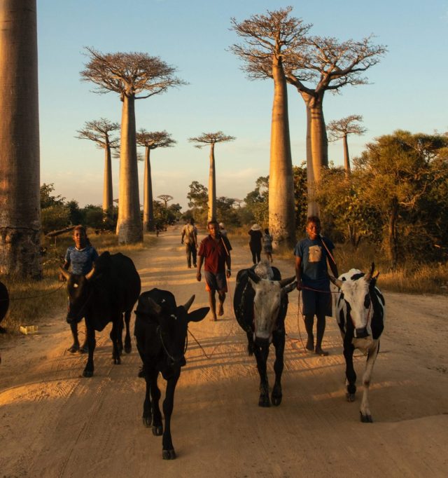 land rights madagascar